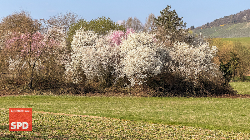 Blühendes Feldgehölz im Winzerhäuser Tal